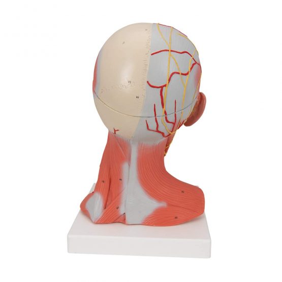 3B Scientific C05 Head and Neck Musculature, 5 Part + free anatomy software - 3B Smart Anatomy - Image 3