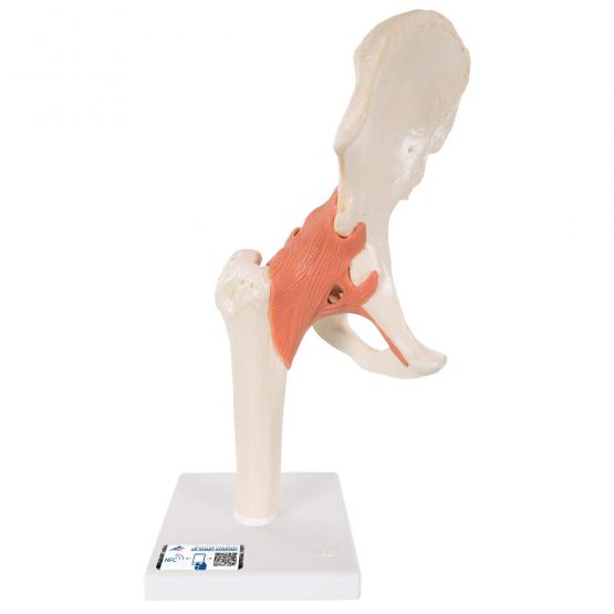 3B Scientific A81/1 Deluxe Functional Hip Joint Model + free anatomy software - 3B Smart Anatomy