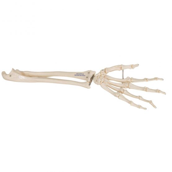 3B Scientific Loose Hand Skeleton with Ulna and Radius Model + free anatomy software - 3B Smart Anatomy - Image 3