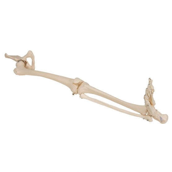 3B Scientific Leg Skeleton with Hip Bone Model + free anatomy software - 3B Smart Anatomy - Image 2