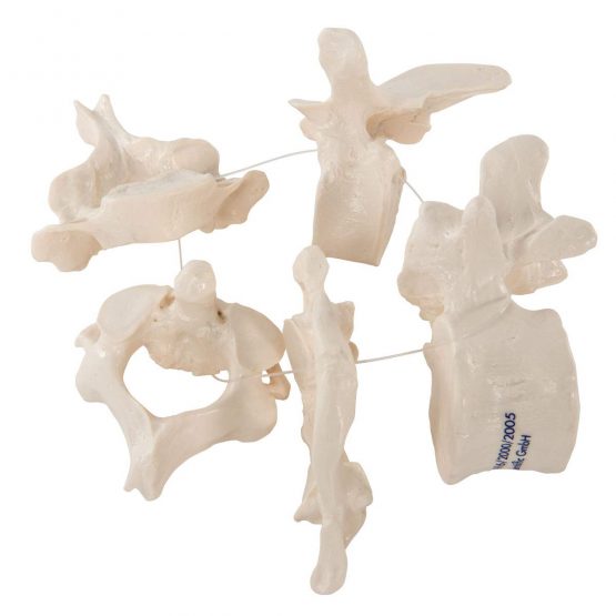 3B Scientific 5 Vertebrae + free anatomy software - 3B Smart Anatomy, A75/1 - Image 2