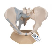 3B Scientific H20/2 Female Pelvis With Ligaments, 3 Part + free anatomy software - 3B Smart Anatomy
