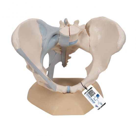3B Scientific H20/2 Female Pelvis With Ligaments, 3 Part + free anatomy software - 3B Smart Anatomy