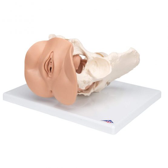 3B Scientific L31 Female Pelvis Skeleton With Genital Organs, 3 Part + free anatomy software - 3B Smart Anatomy - Image 4