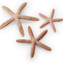 biOrb starfish 3 piece set Natural