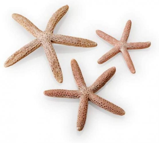 biOrb starfish 3 piece set Natural