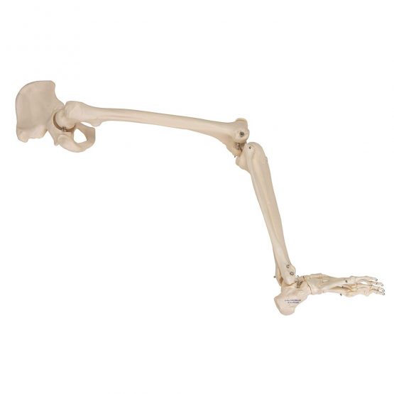3B Scientific Leg Skeleton with Hip Bone Model + free anatomy software - 3B Smart Anatomy - Image 3