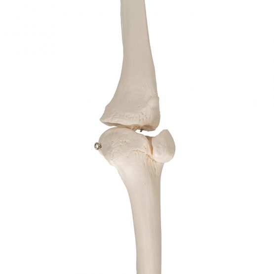 3B Scientific Leg Skeleton Model + free anatomy software - 3B Smart Anatomy - Image 4