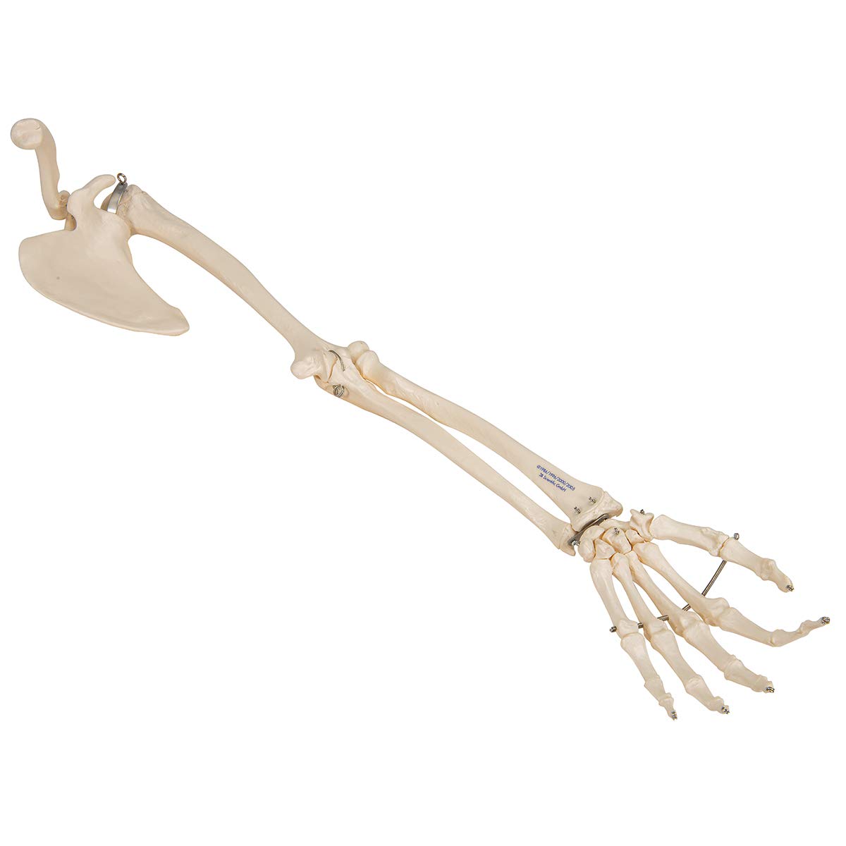 3B Scientific A46 Arm Skeleton with Scapula and Clavicle Model + free anatomy software - 3B Smart Anatomy - Image 4