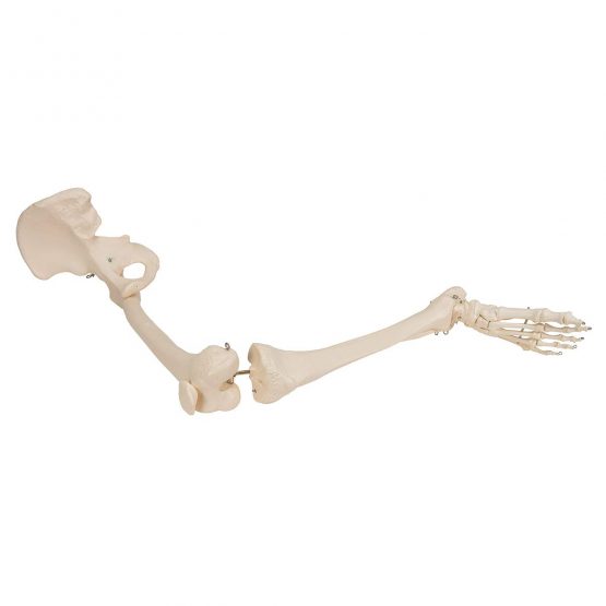 3B Scientific Leg Skeleton with Hip Bone Model + free anatomy software - 3B Smart Anatomy - Image 4