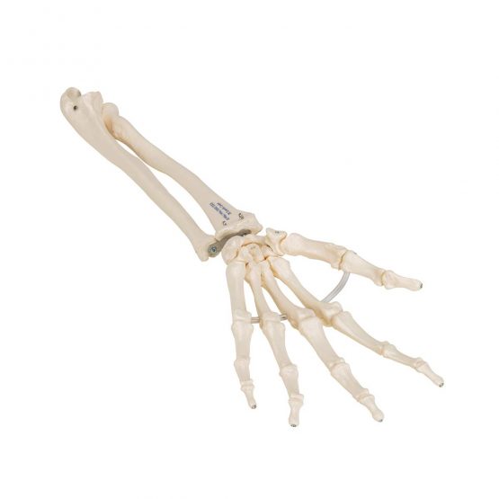 3B Scientific Loose Hand Skeleton with Ulna and Radius Model + free anatomy software - 3B Smart Anatomy - Image 2