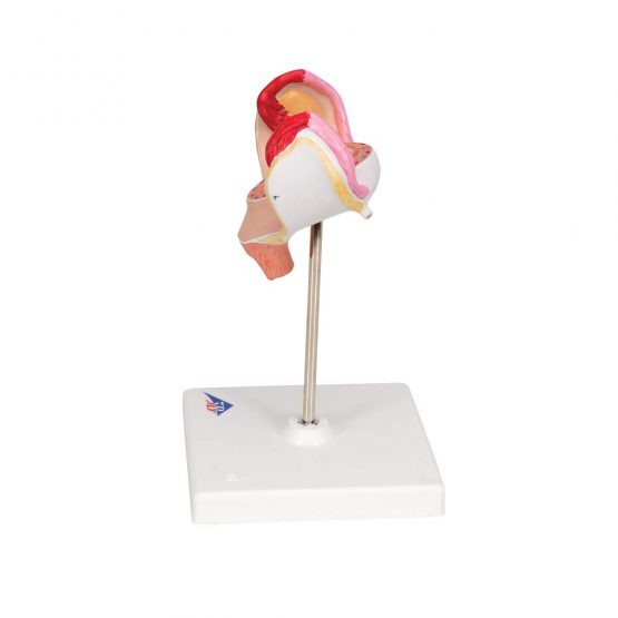 3B Scientific L10/1 1st Month Embryo Model + free anatomy software - 3B Smart Anatomy - Image 2