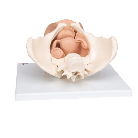 3B Scientific L31 Female Pelvis Skeleton With Genital Organs, 3 Part + free anatomy software - 3B Smart Anatomy - Image 2