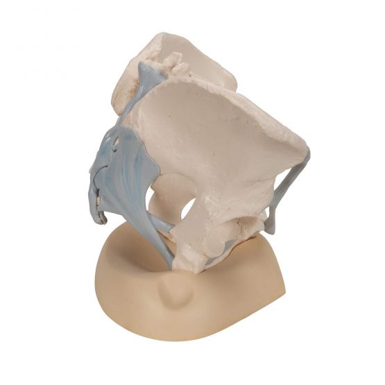 3B Scientific H20/2 Female Pelvis With Ligaments, 3 Part + free anatomy software - 3B Smart Anatomy - Image 3