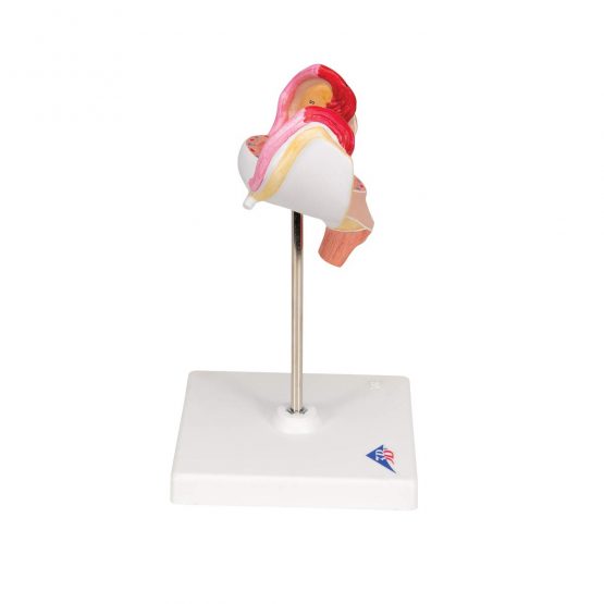 3B Scientific L10/1 1st Month Embryo Model + free anatomy software - 3B Smart Anatomy - Image 4