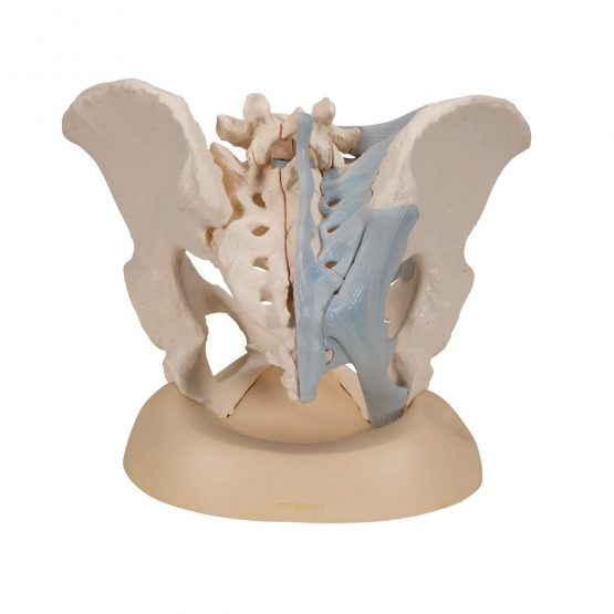 3B Scientific H20/2 Female Pelvis With Ligaments, 3 Part + free anatomy software - 3B Smart Anatomy - Image 4