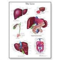 3B Scientific VR1425UU Human Anatomy - Liver Chart, Paper Version