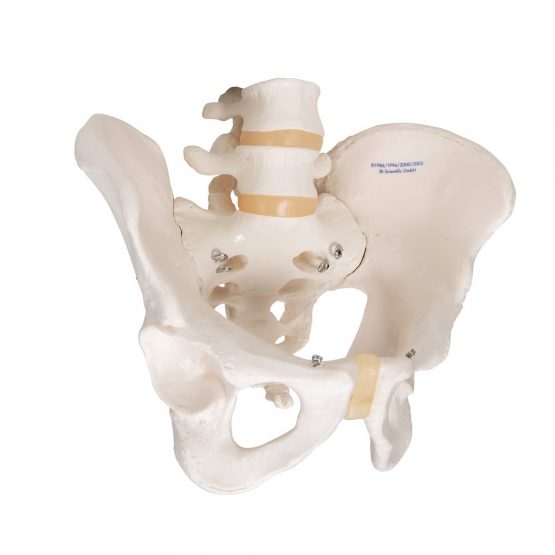 3B Scientific Pelvic Skeleton Male + free anatomy software - 3B Smart Anatomy A60 - Image 2