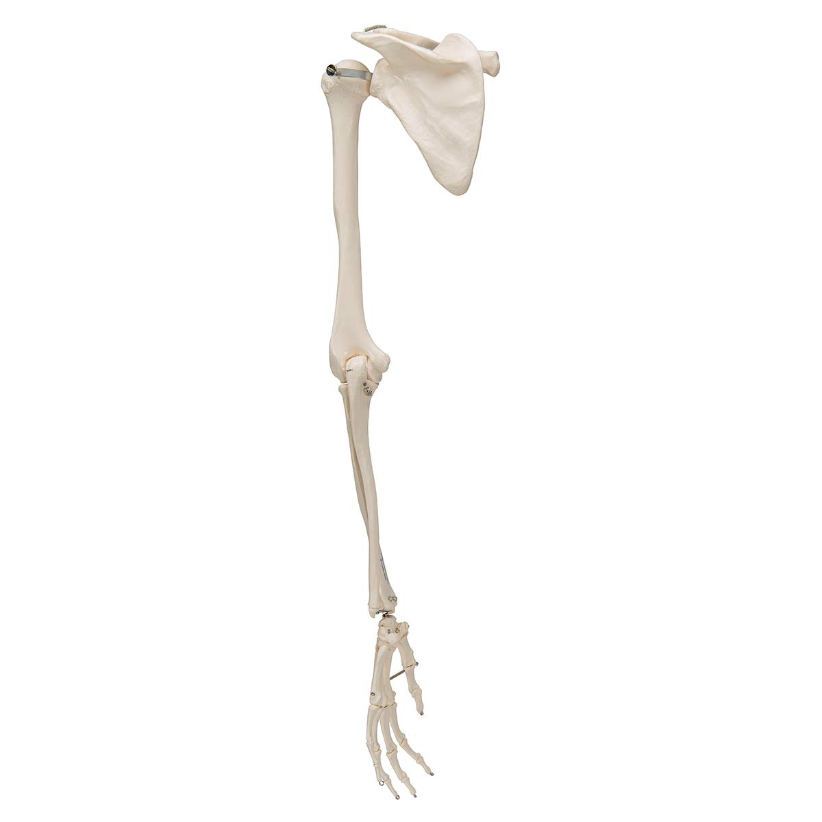 3B Scientific A46 Arm Skeleton with Scapula and Clavicle Model + free anatomy software - 3B Smart Anatomy - Image 3