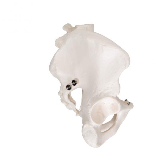 3B Scientific Pelvic Skeleton Male + free anatomy software - 3B Smart Anatomy A60 - Image 3