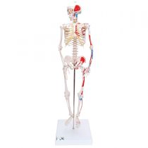 3B Scientific Mini Human Skeleton Model Shorty - with Painted Muscles, Pelvic Mounted on a Base A18/5 + free anatomy software - 3B Smart Anatomy