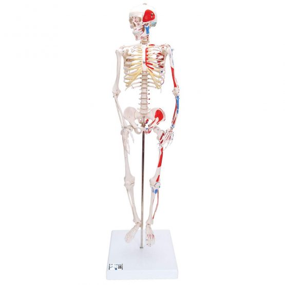 3B Scientific Mini Human Skeleton Model Shorty - with Painted Muscles, Pelvic Mounted on a Base A18/5 + free anatomy software - 3B Smart Anatomy