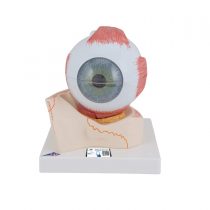 3B Scientific Eye 5 Times Full Size 7 Part + free anatomy software - 3B Smart Anatomy F11