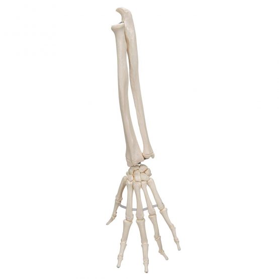 3B Scientific Loose Hand Skeleton with Ulna and Radius Model + free anatomy software - 3B Smart Anatomy - Image 4