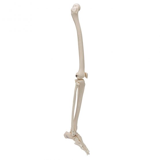 3B Scientific Leg Skeleton Model + free anatomy software - 3B Smart Anatomy - Image 2