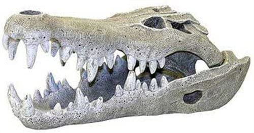 Blue Ribbon Rosewood Nile Crocodile Skull Aquarium Decor, Large,gray, Grey