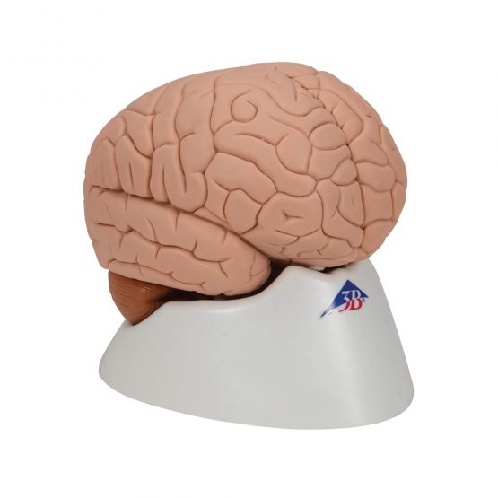 3B Scientific Human Anatomy - Brain Model, 2 Part + free anatomy software - 3B Smart Anatomy C15 - Image 2