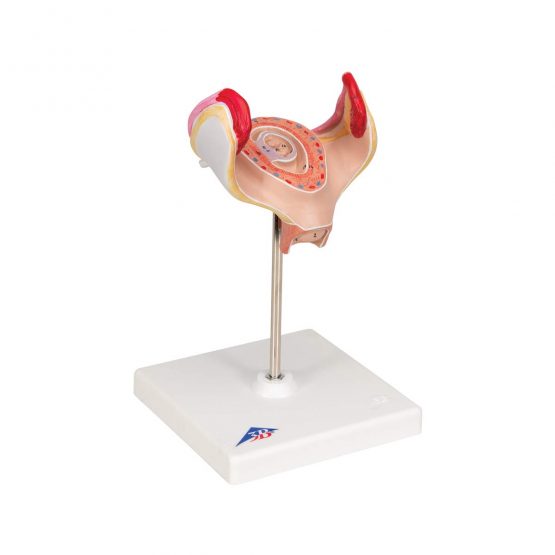 3B Scientific L10/1 1st Month Embryo Model + free anatomy software - 3B Smart Anatomy - Image 3
