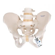 3B Scientific Pelvic Skeleton Male + free anatomy software - 3B Smart Anatomy A60