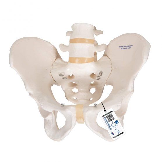 3B Scientific Pelvic Skeleton Male + free anatomy software - 3B Smart Anatomy A60