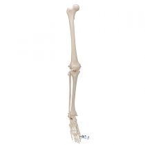 3B Scientific Leg Skeleton Model + free anatomy software - 3B Smart Anatomy