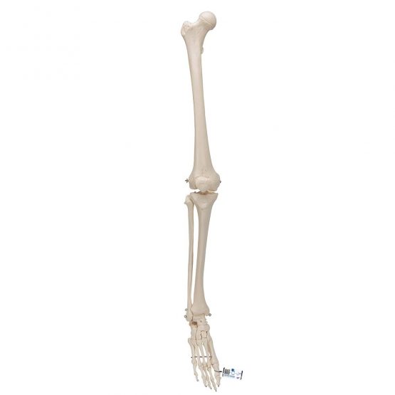 3B Scientific Leg Skeleton Model + free anatomy software - 3B Smart Anatomy