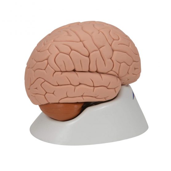 3B Scientific Human Anatomy - Brain Model, 2 Part + free anatomy software - 3B Smart Anatomy C15 - Image 3