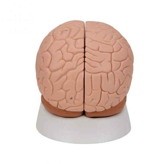 3B Scientific Human Anatomy - Brain Model, 2 Part + free anatomy software - 3B Smart Anatomy C15 - Image 4