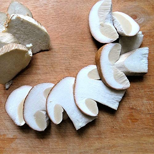 KitchenCraft Wooden Mushroom Brush, Rubber Wood/Nylon, 5.5 cm, Brown/White, 4.3 x 4.3 x 4.8cm - Image 3