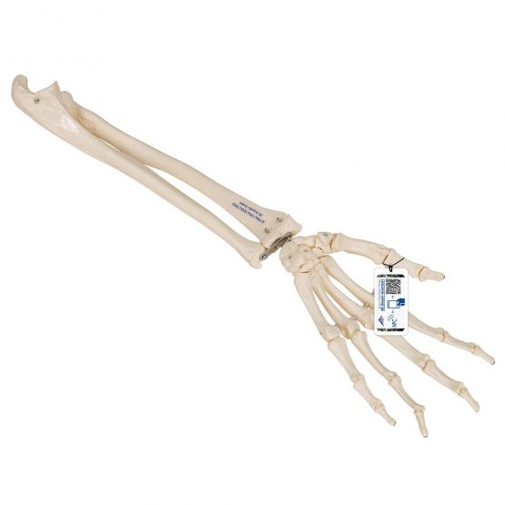 3B Scientific Loose Hand Skeleton with Ulna and Radius Model + free anatomy software - 3B Smart Anatomy