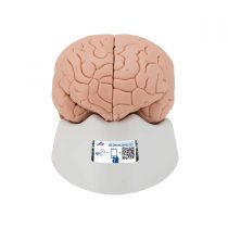 3B Scientific Human Anatomy - Brain Model, 2 Part + free anatomy software - 3B Smart Anatomy C15