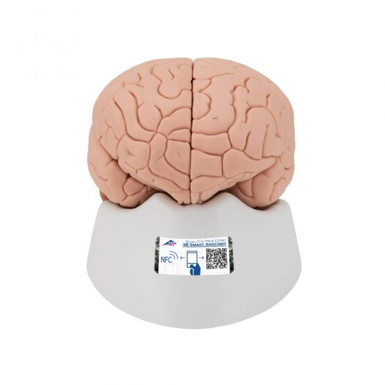 3B Scientific Human Anatomy - Brain Model, 2 Part + free anatomy software - 3B Smart Anatomy C15