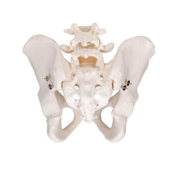3B Scientific Pelvic Skeleton Male + free anatomy software - 3B Smart Anatomy A60 - Image 4