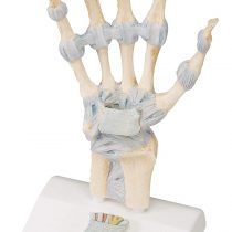 3B Scientific M33 Hand Skeleton Model With Ligaments And Carpal Tunnel + free anatomy software - 3B Smart Anatomy