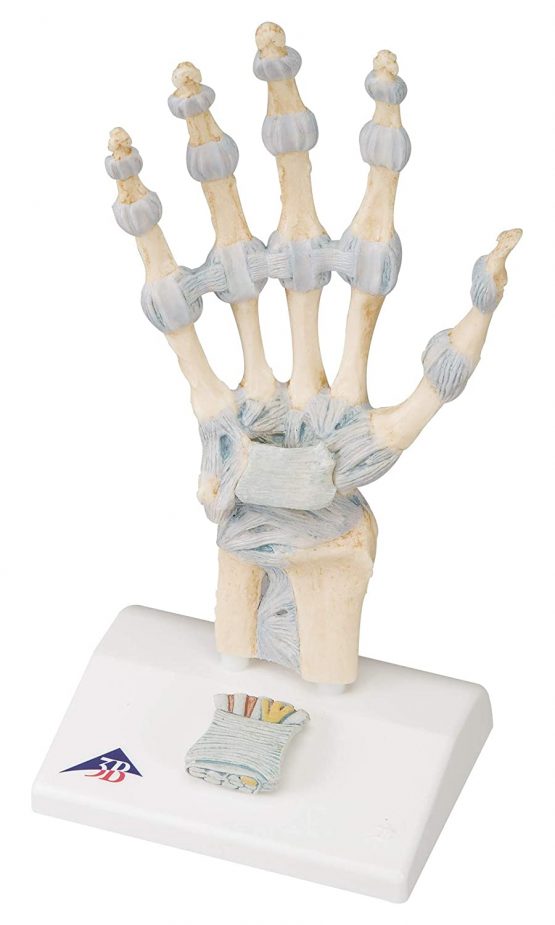 3B Scientific M33 Hand Skeleton Model With Ligaments And Carpal Tunnel + free anatomy software - 3B Smart Anatomy