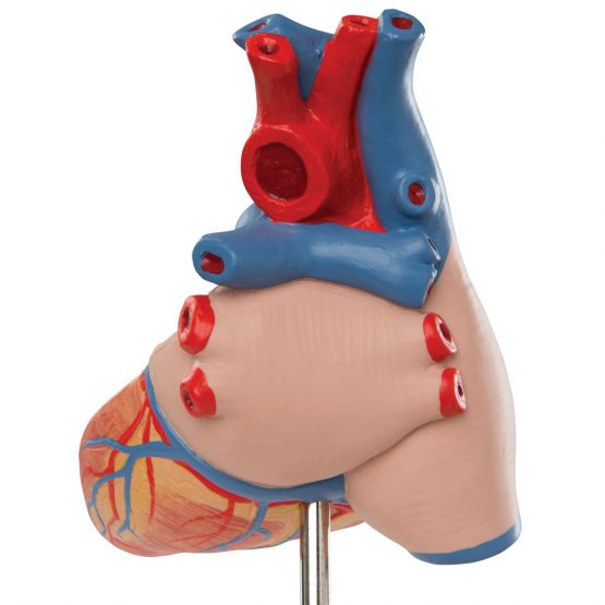 3B Scientific Human Anatomy - Classic Heart Model with Thymus, 3 Part + free anatomy software - 3B Smart Anatomy G08/1 - Image 4