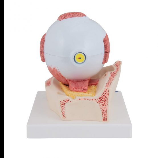 3B Scientific Eye 5 Times Full Size 7 Part + free anatomy software - 3B Smart Anatomy F11 - Image 4