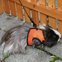 Kerbl Rodent Harness Sport includes Flexible Lead, 120 cm/ 14 - 18 cm Neck Circumference