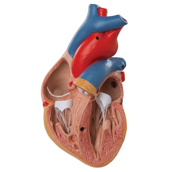 3B Scientific Human Anatomy - Classic Heart Model with Thymus, 3 Part + free anatomy software - 3B Smart Anatomy G08/1 - Image 2