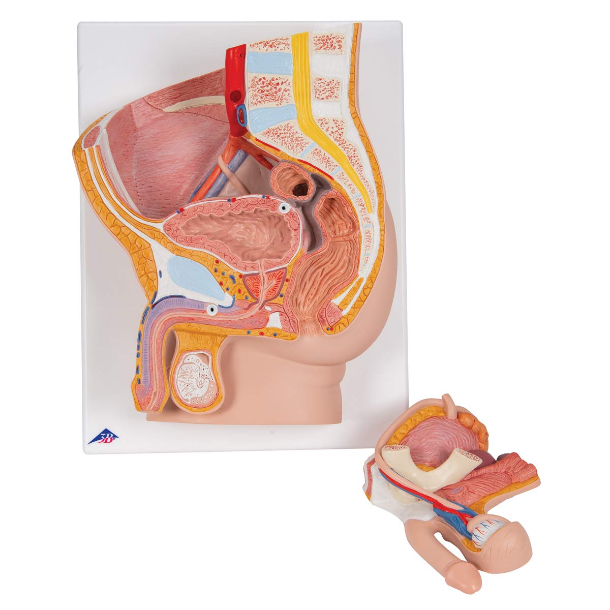 3B Scientific H11 Male Pelvis, 2 Part + free Anatomy App - 3B Smart Anatomy - Image 2